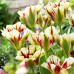 Тюльпан виридифлора Flaming Springgreen (V) 12/+ - оптом