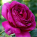 Троянда штамбова Юріанда 1 прививка - оптом