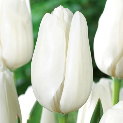 Тюльпан триумф Beauty of White (TT)12/+