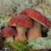 Белый гриб сосновый 50 г (мицелий грибов) - оптом