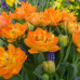 Тюльпан Махровый + Многоцветковый Orca 12/+ - оптом