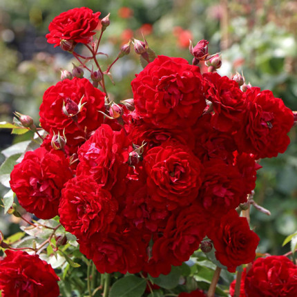 Троянда штамбова Tantau Старлет Роуз Наталі (Starlet Rose Natalie) 2 прививки