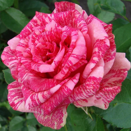 Троянда великоквіткова Рожева смугаста (RoseLuxe Poland)