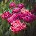 Тюльпан Махровый + Многоцветковый Granda 10/11 - оптом