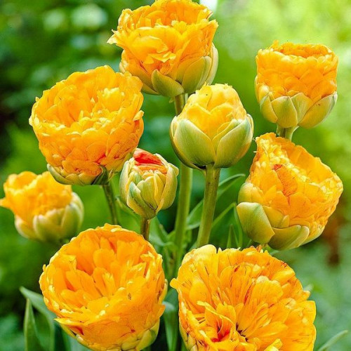 Тюльпан Махровый + Многоцветковый Double Beauty of Apeldoorn 10/11
