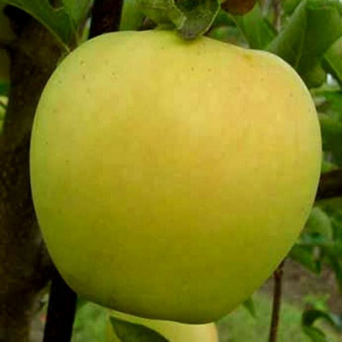 Яблуня Золоте Чудове 1 клас