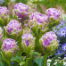 Тюльпан махровий Violet Pranaa 10/11 - оптом