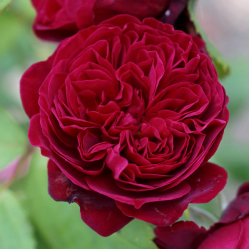 Троянда паркова Бісантенер де Гійо клас АА