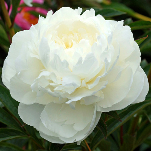 Півонія травяниста White Sarah Bernhardt (контенер 1 л)