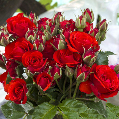 Троянда дрібноквіткова Червона  (RoseLuxe Poland)