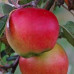 Яблуня Пріма 2 клас - оптом