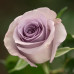 Троянда штамбова Оушен Сонг 2 прививки - оптом