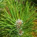 Сосна звичайна (Pinus sylvestris L.) (контейнер 2 л) - оптом