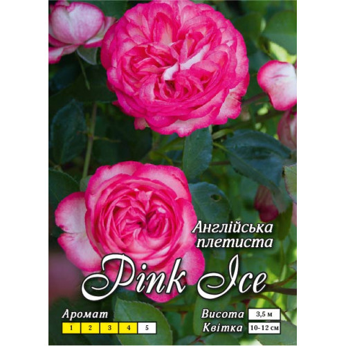 Роза английская плетистая Розовый лёд класс А