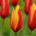 Тюльпан Ботанічний Clusiana var Chrysantha 5/+ - оптом