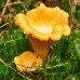 Лисичка желтая 50 г (мицелий грибов) - оптом