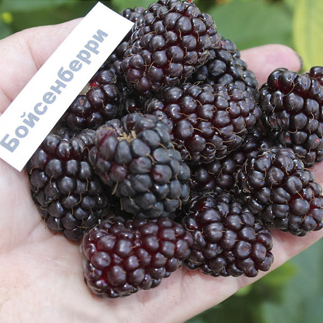 Ежемалина Бойсенберрі (Boysenberry)