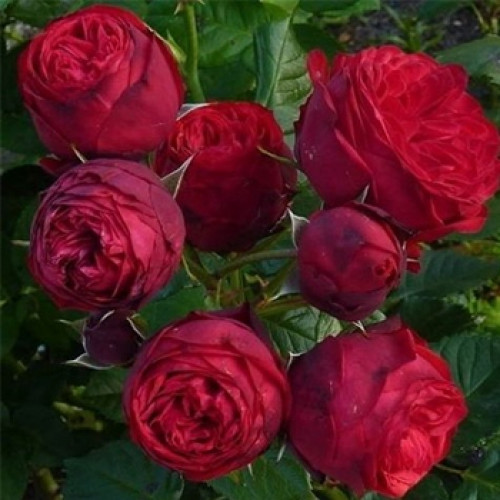​Саджанці троянд – пишнота королівських квітів, доступна кожному