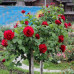 Троянда штамбова Піано 1 прививка - оптом
