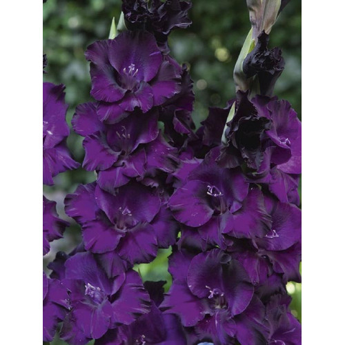 Гладиолус Purple Flora 10/12