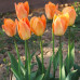 Тюльпан гибрид Фостера Orange Breeze 10/11 - оптом
