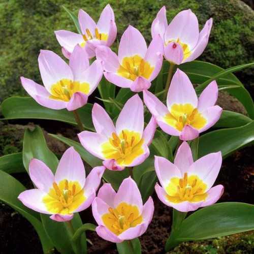 Тюльпан Ботанічний Lilac Wonder 5/+