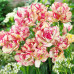 Тюльпан Махровый + Многоцветковый Belicia 12/+ - оптом
