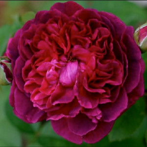 Троянда англійська плетиста