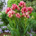 Тюльпан Многоцветковый Frisby 11/12 - оптом