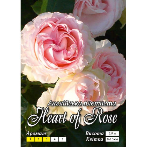 Троянда англійська плетиста Серце троянди клас А