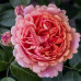 Троянда штамбова Tantau Чиппендейл (Chippendale) 2 прививки - оптом