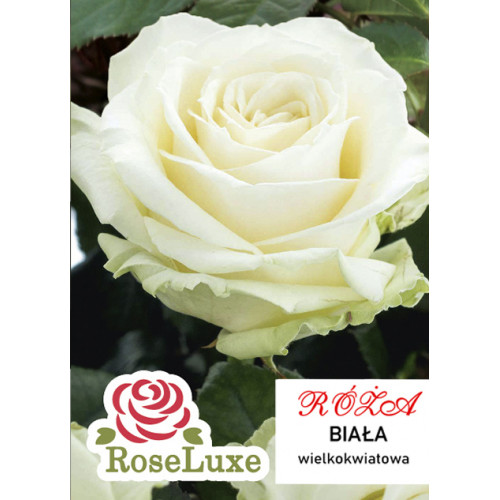 Роза крупноцветковая Белая (RoseLuxe Poland)