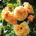 Троянда штамбова Tantau Роуз Ліззі (Starlet Rose Lizzy)  1 прививка - оптом