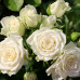Троянда штамбова Вайт Леді 2 прививки - оптом