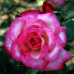 Троянда плетиста Хендель клас А - оптом