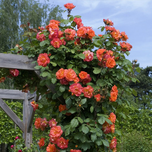 Роза плетистая Оранжевая (RoseLuxe Poland)