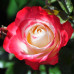 Троянда штамбова Tantau Ностальжи (Nostalgie) 1 прививка - оптом