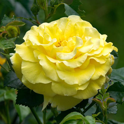 Троянда штамбова Tantau Ліхткенігін Лючія (Lichtkonigin Lucia) 2 прививки
