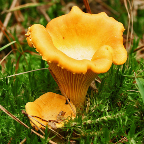 Лисичка желтая 50 г (мицелий грибов)