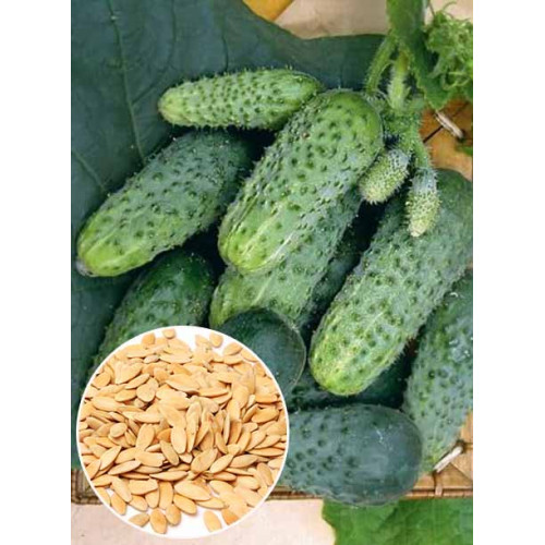 Огірок Сопліца f1 ваговий (насіння) 1 кг