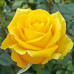 Троянда штамбова Керн 2 прививки - оптом