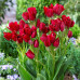 Тюльпан многоцветковый Fiery Club 12/+ - оптом