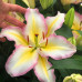 Лилия с гигантским цветком Captain Tricolore 12/14 - оптом