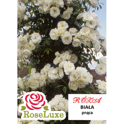 Троянда плетиста Біла (RoseLuxe Poland)