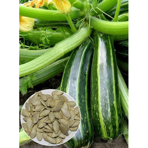 Кабачок Зебра ваговий (насіння) 1 кг