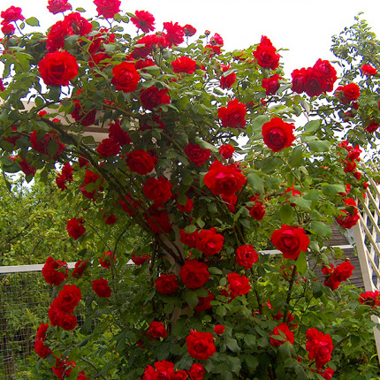 Роза плетистая Красная (RoseLuxe Poland)