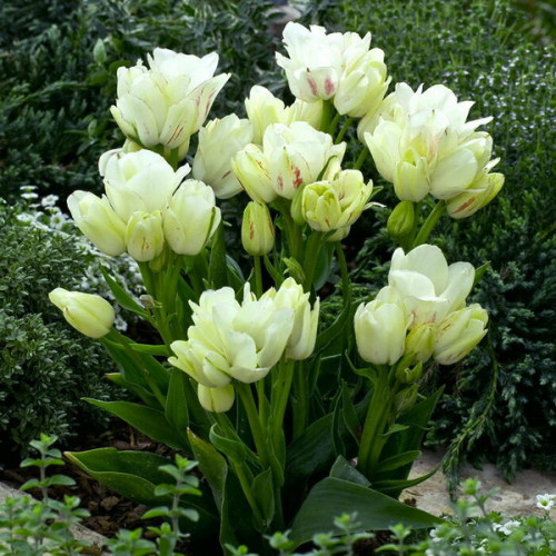 Тюльпан Многоцветковый Rosy Bouquet 10/11
