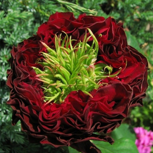 Троянда штамбова Червоне око 2 прививки