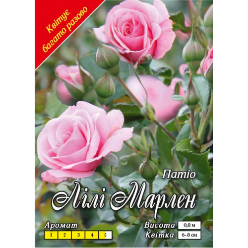 Троянда флорібунда Лілі Марлен (контейнер)