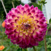 Жоржина з гігантською квіткою Hapet Daydream - оптом